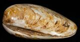 Wide Polished Fossil Clam - Jurassic #12074-1